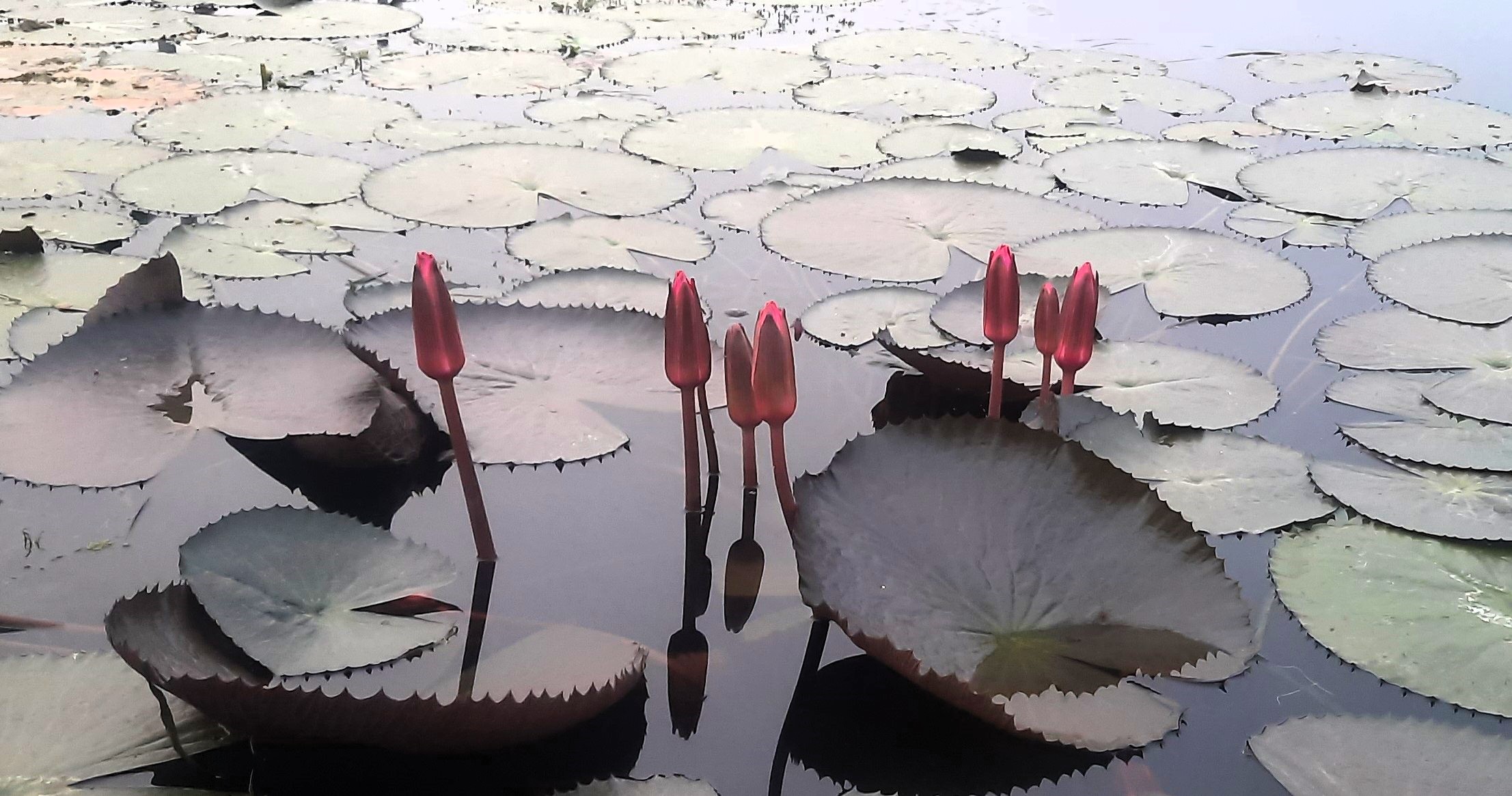 ইসির তালিকায় যুক্ত নতুন নির্বাচনী প্রতীক ‘শাপলা কলি’