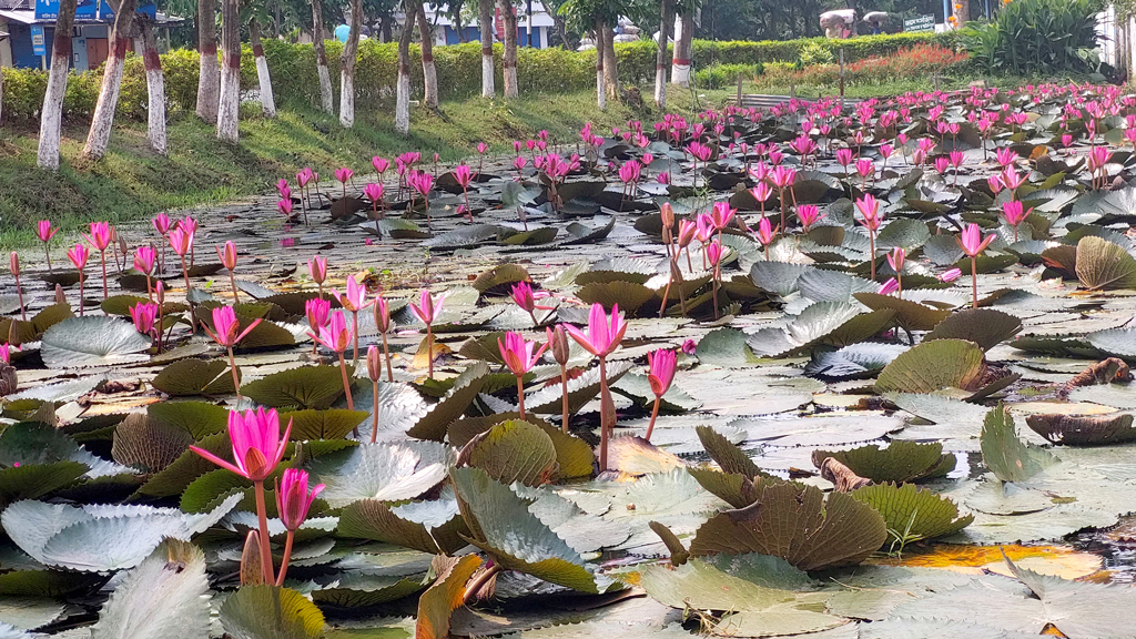 বৃষ্টির মৌসুমে খালে-বিলে বাড়ছে পানি। নতুন পানিতে শাপলা ফুটে আছে। রাজশাহীর নওহাটা পল্লিবিদ্যুৎ সমিতির পুকুর থেকে ছবিটি তোলা। পথচারী ও গ্রাহকেরা সেবা নিতে আসলেই এই শাপলা ফুলের ছবি ও সেলফি নিচ্ছেন। ছবি: মিজান মাহী