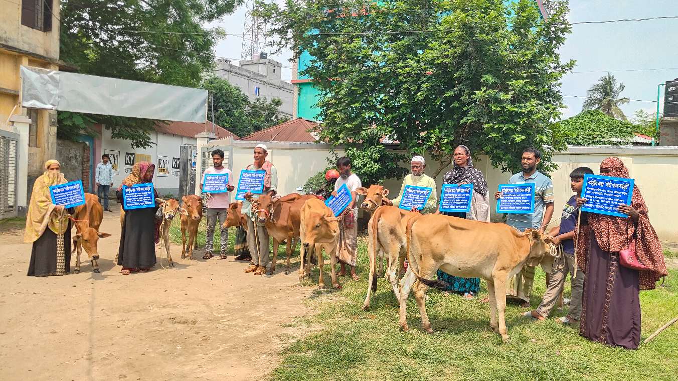 তাড়াশে ১০ হতদরিদ্র পরিবারের মধ্যে বকনা গরু বিতরণ