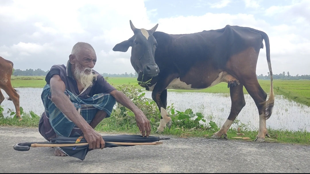 গরুর দুধেই জীবনের ভরসা, বার্ধক্যেও থেমে নেই বারিক প্রামাণিক