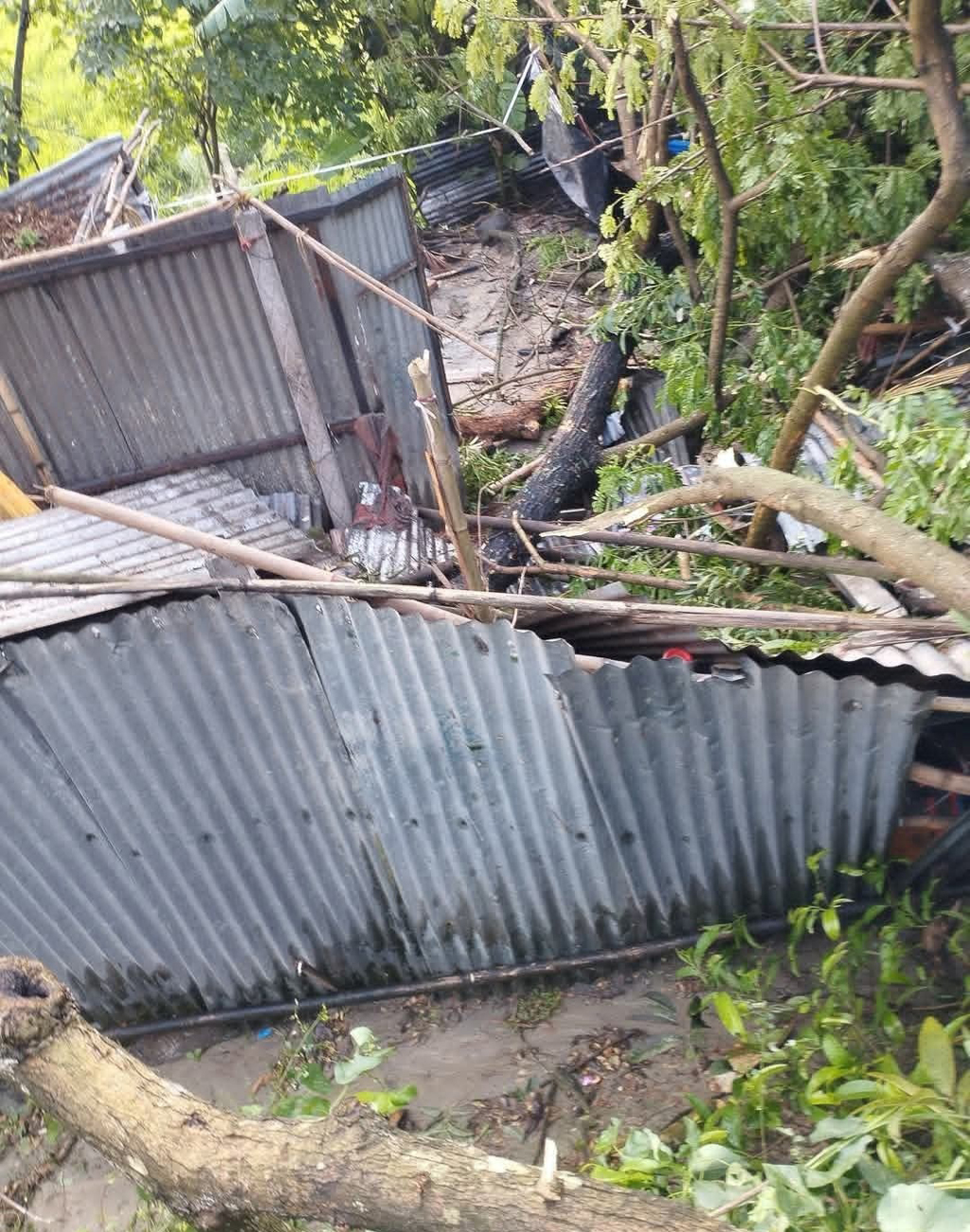 সিরাজগঞ্জে ঝড়ে ঘরের ওপর গাছ পড়ে নারীর মৃত্যু