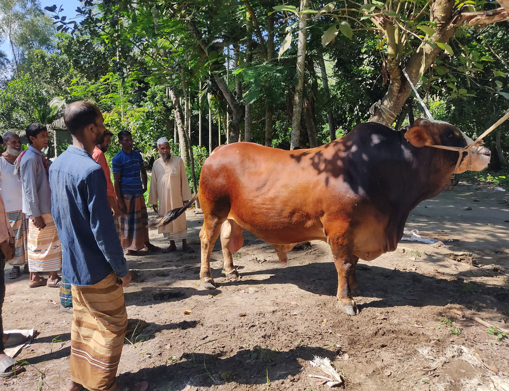 ‘হিরো দ্যা ডন’: দাম হাঁকা হয়েছে ১৫ লাখ টাকা