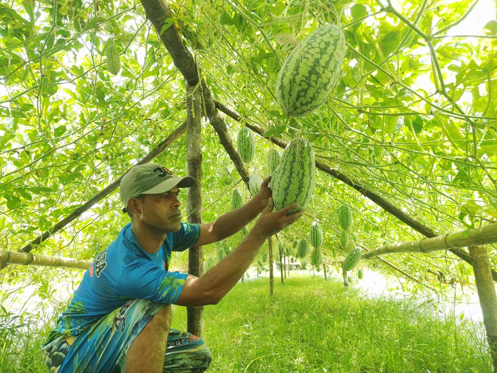 মাচায় ঝুলছে তরমুজ, হাসিবুরের চোখে নতুন স্বপ্ন