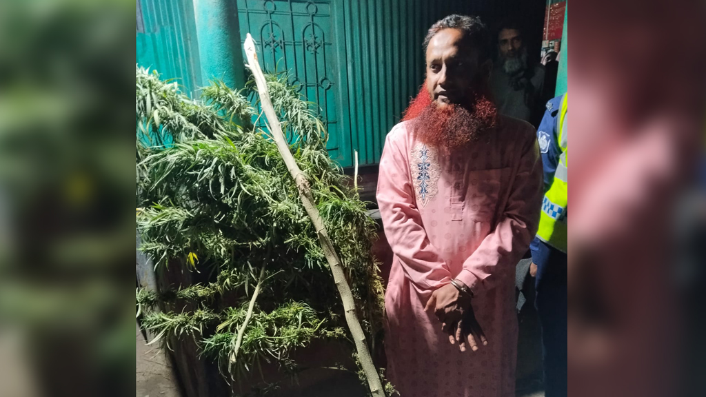 শিক্ষকের বাড়ি থেকে ১২ ফুট উচ্চতার গাঁজাগাছ উদ্ধার