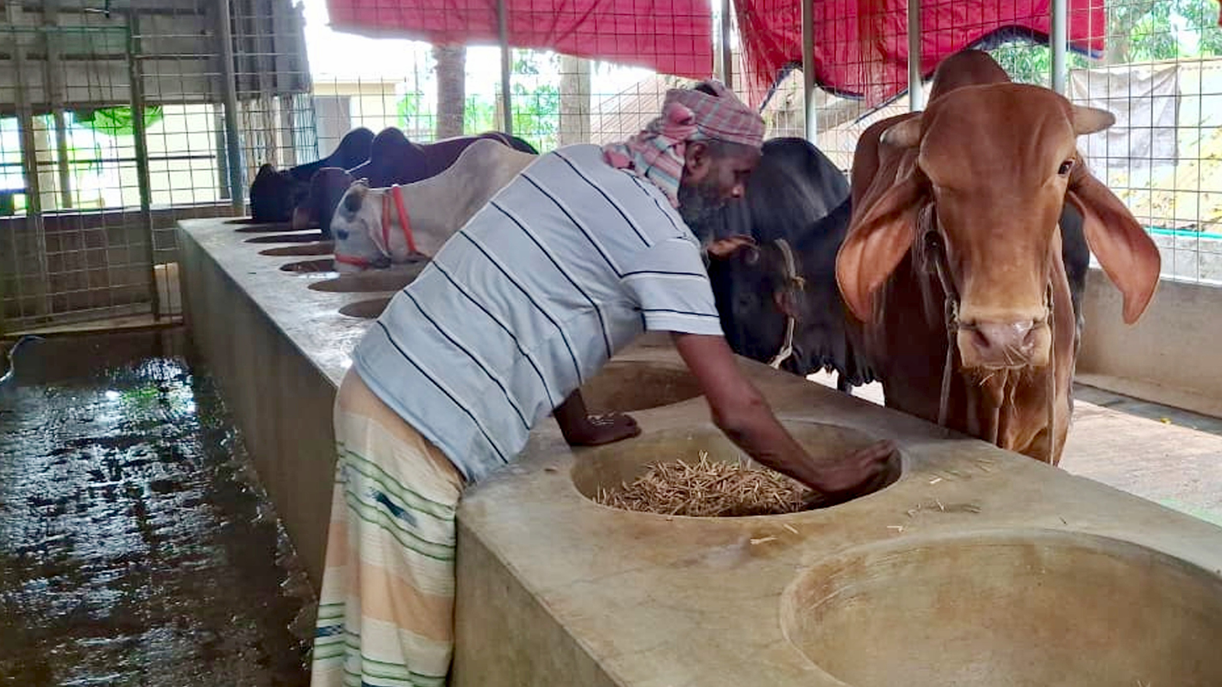 ব্যস্ত সিরাজগঞ্জের খামারিরা, ৩৫০ কোটি টাকার পশু বিক্রির আশা