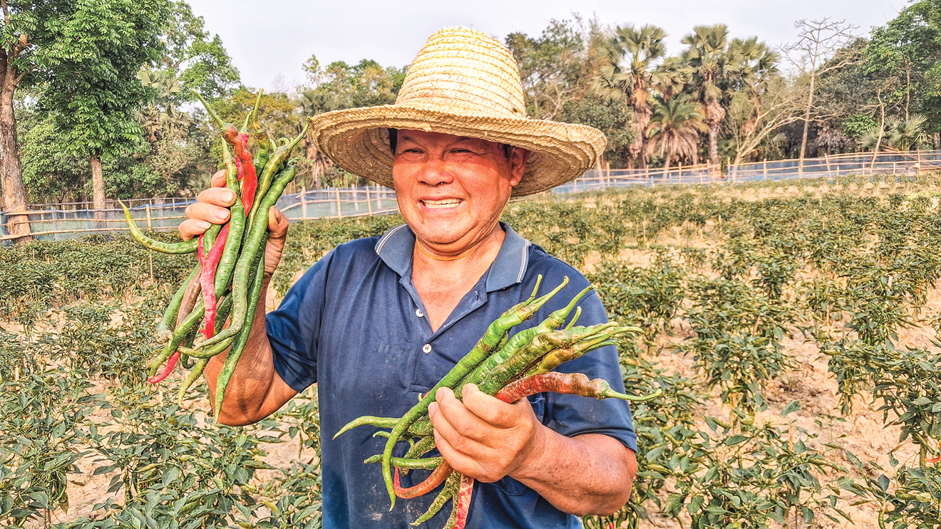 শ্রীপুরে চীনা চাষির খেতে ১ ফুট লম্বা মরিচ