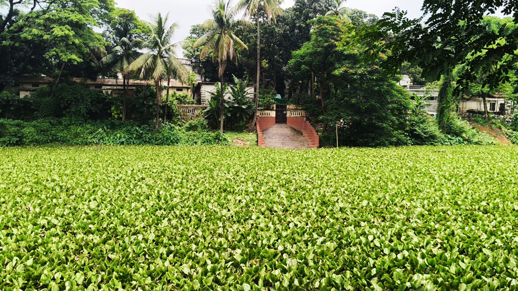 কচুরিপানায় ঢাকা সন্ন্যাসী রাজার রাজদিঘি, হারাচ্ছে ঐতিহ্যের চিহ্ন