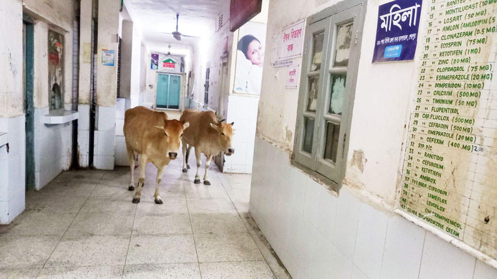 শেরপুর সদর হাসপাতালে গরুর বিচরণ, সমালোচনার ঝড়