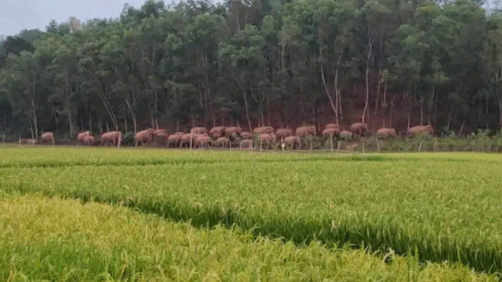 গারো পাহাড়ে পাকছে ধান, বন্য হাতির আতঙ্কে কৃষকেরা