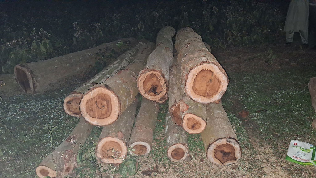 শ্রীপুরে গভীর রাতে গজারিগাছ পাচারের চেষ্টা, জনতার ধাওয়ায় পালাল চক্র