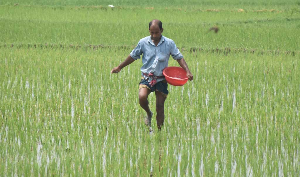আমন মৌসুমে রাজশাহীতে সারের সংকট, কৃষকের হাহাকার