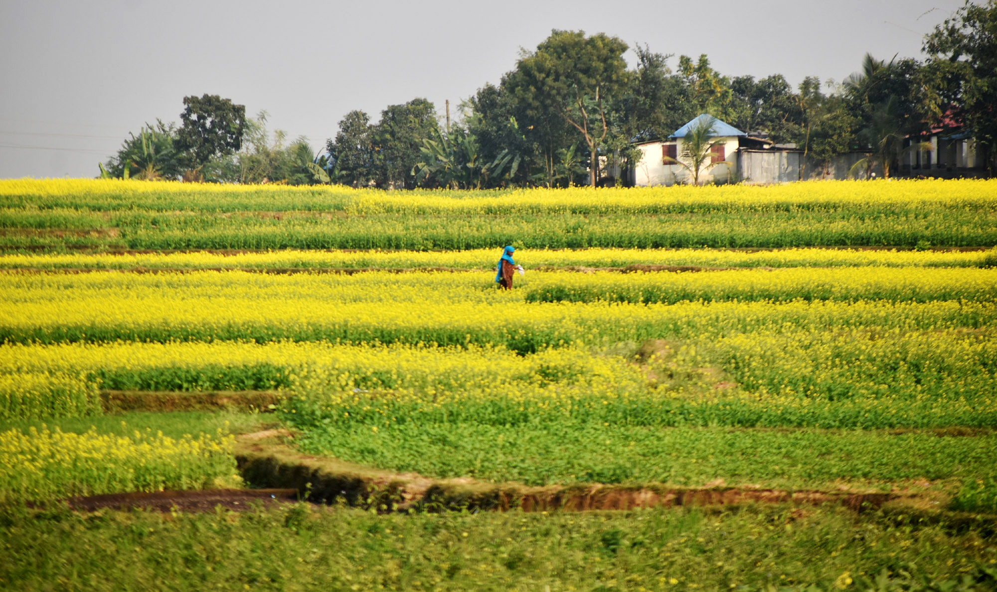 বরেন্দ্র অঞ্চলের সরিষাখেতে সবুজ পাতার মধ্যে হলুদ ফুল ভরে উঠতে শুরু করেছে। গোদাগাড়ী উপজেলার দেওপাড়া ইউনিয়নের কদমশহর এলাকার একটি গ্রামের বিল থেকে তোলা। ছবি: মিলন শেখ