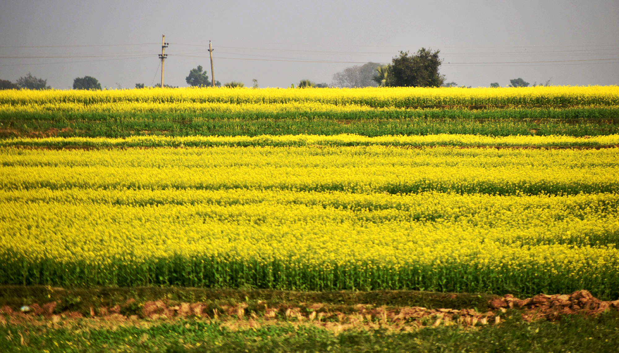 বরেন্দ্র অঞ্চলের সরিষাখেতে সবুজ পাতার মধ্যে হলুদ ফুল ভরে উঠতে শুরু করেছে। গোদাগাড়ী উপজেলার দেওপাড়া ইউনিয়নের কদমশহর এলাকার একটি গ্রামের বিল থেকে তোলা। ছবি: মিলন শেখ