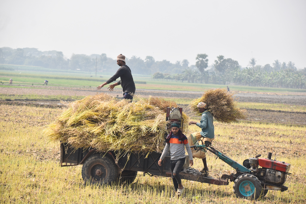 সরিষা তোলার মৌসুম চলছে। সরিষা গাছ কেটে বাড়িতে নিতে ভোর থেকে মাঠে ব্যস্ত কৃষকেরা। দেওপাড়া ইউনিয়ন, রাজশাহী সদর, রাজশাহী, ২৮ ফেব্রুয়ারি, ২০২৫। ছবি: মিলন শেখ।