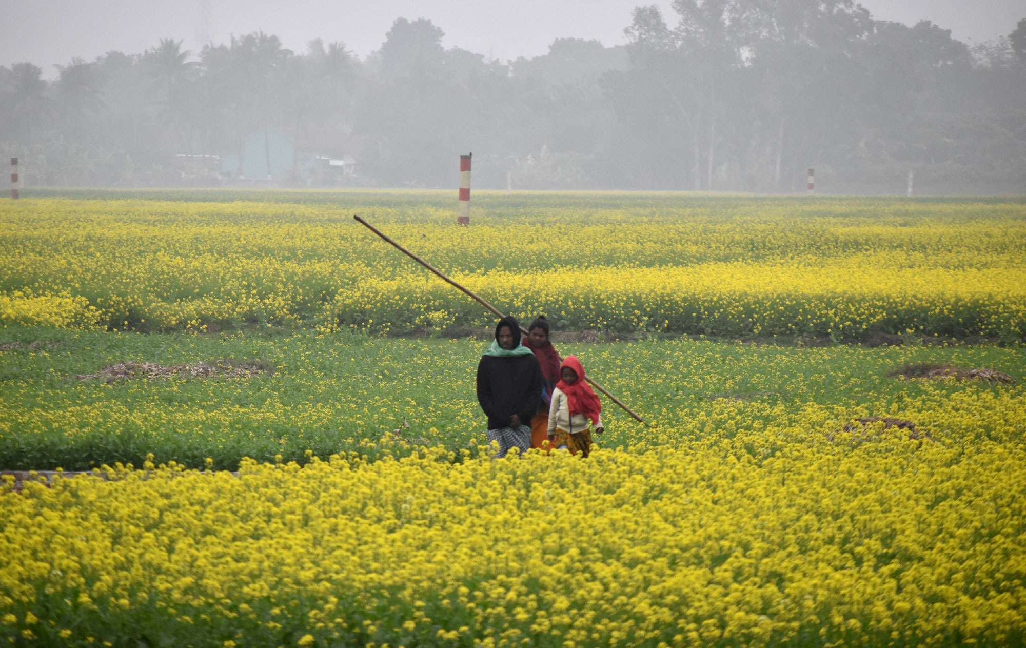বরেন্দ্র অঞ্চলের মাঠ এখন হলুদ সরিষার ফুলের রাজ্য। শীতের সকালে সরিষাখেতের আইল দিয়ে হেঁটে বাড়ি ফিরছে কৃষক পরিবার। খিরশিন টেকর ফুদকীপাড়া এলাকার একটি বিল থেকে তোলা। ছবি: মিলন শেখ