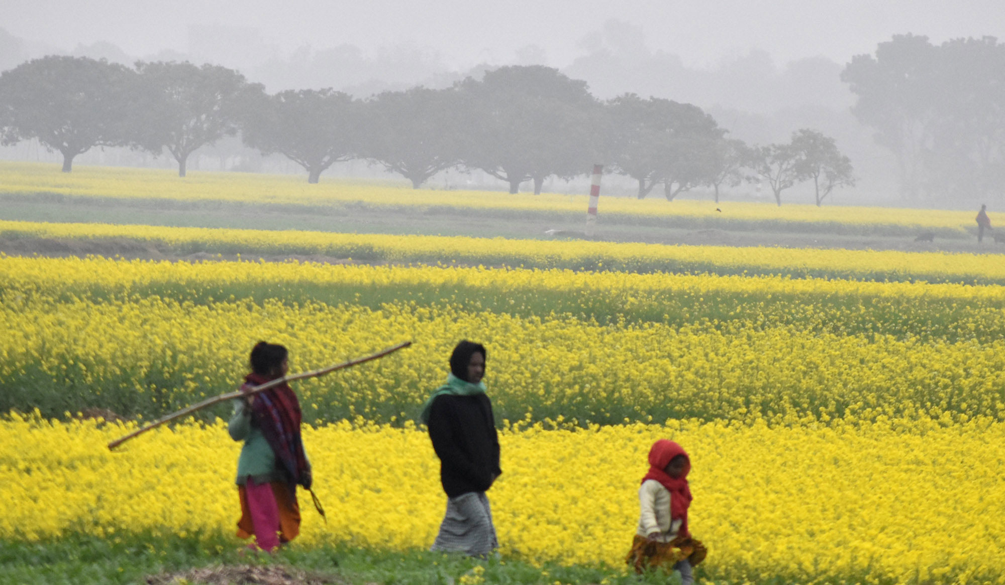 বরেন্দ্র অঞ্চলের মাঠ এখন হলুদ সরিষার ফুলের রাজ্য। শীতের সকালে সরিষাখেতের আইল দিয়ে হেঁটে বাড়ি ফিরছে কৃষক পরিবার। খিরশিন টেকর ফুদকীপাড়া এলাকার একটি বিল থেকে তোলা। ছবি: মিলন শেখ