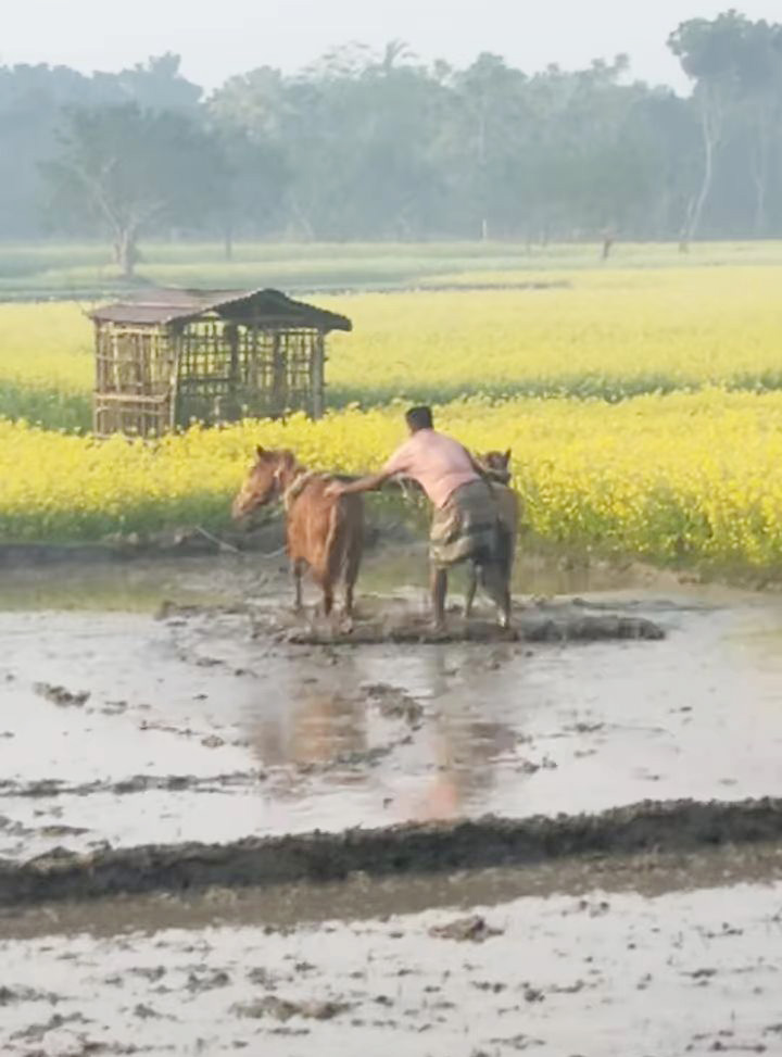 প্রযুক্তির ছোঁয়ায় কৃষিকাজে এসেছে পরিবর্তন। গরু দিয়ে হালচাষের বদলে এখন অনেকেই ট্রাক্টর দিয়ে কাজ করেন। সেখানে ঘোড়া দিয়ে হালচাষ করছেন এক কৃষক। সনাতনী কর্মযজ্ঞ যেন পুরোনোতে ফিরিয়ে নিয়ে যায়। পাটকেলঘাটার ধানদিয়া এলাকা, সাতক্ষীরা, ৮ জানুয়ারি ২০২৫। ছবি: মুজিবুর রহমান