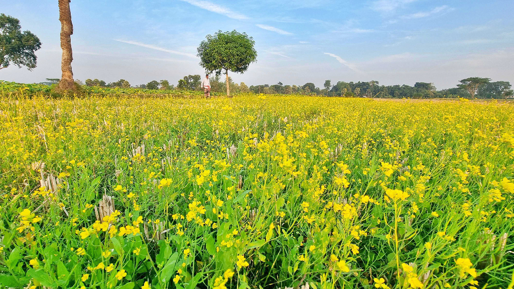 হলুদ সরিষা ফুলে ভরে উঠেছে মাঠ, কৃষকের বাড়তি লাভের আশা
