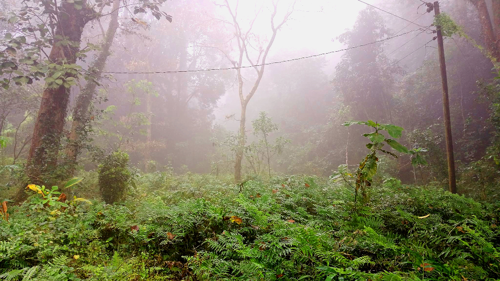 দেশের সর্বনিম্ন তাপমাত্রায় শ্রীমঙ্গলে, ৮ দশমিক ৯ ডিগ্রি