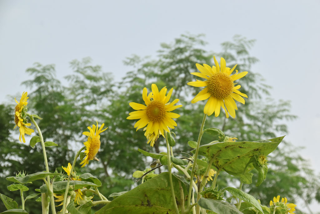 সূর্যমুখী। অনেক দেশে দৃষ্টিনন্দন এই ফুলটি বাণিজ্যিকভাবে চাষ হয়ে থাকে। আবার অনেকে বাগানের শোভা বাড়াতে নিয়ে আসেন গাছটি। এই ফুলের বীজ থেকে তেল হয়। ছবিটি রাজশাহী নগরীর আলিফ লাম মিম ভাটা বিমান চত্বর এলাকার রাস্তার ধারে আইল্যান্ডের থেকে তোলা। ছবি: মিলন শেখ