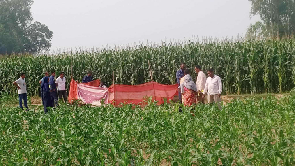 ঠাকুরগাঁও ভুট্টাখেতে নারীর লাশ, স্বামীকে খুঁজছে পুলিশ