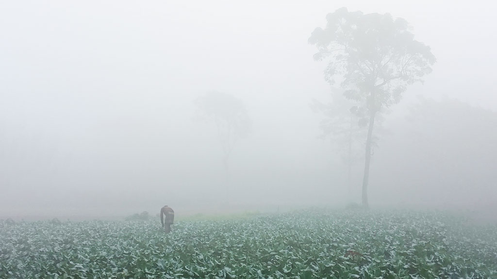 ফুলবাড়ীতে বাড়ছে শীতের তীব্রতা, কুয়াশায় ঢেকে থাকছে চারপাশ