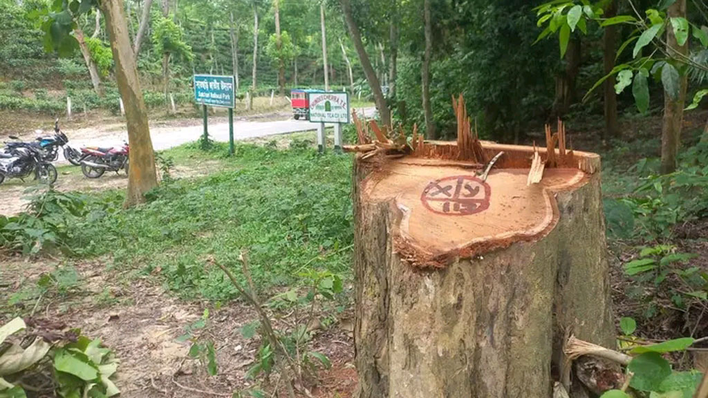 সাতছড়ি জাতীয় উদ্যান থেকে গাছ কেটে নিয়ে গেছে দুর্বৃত্তরা