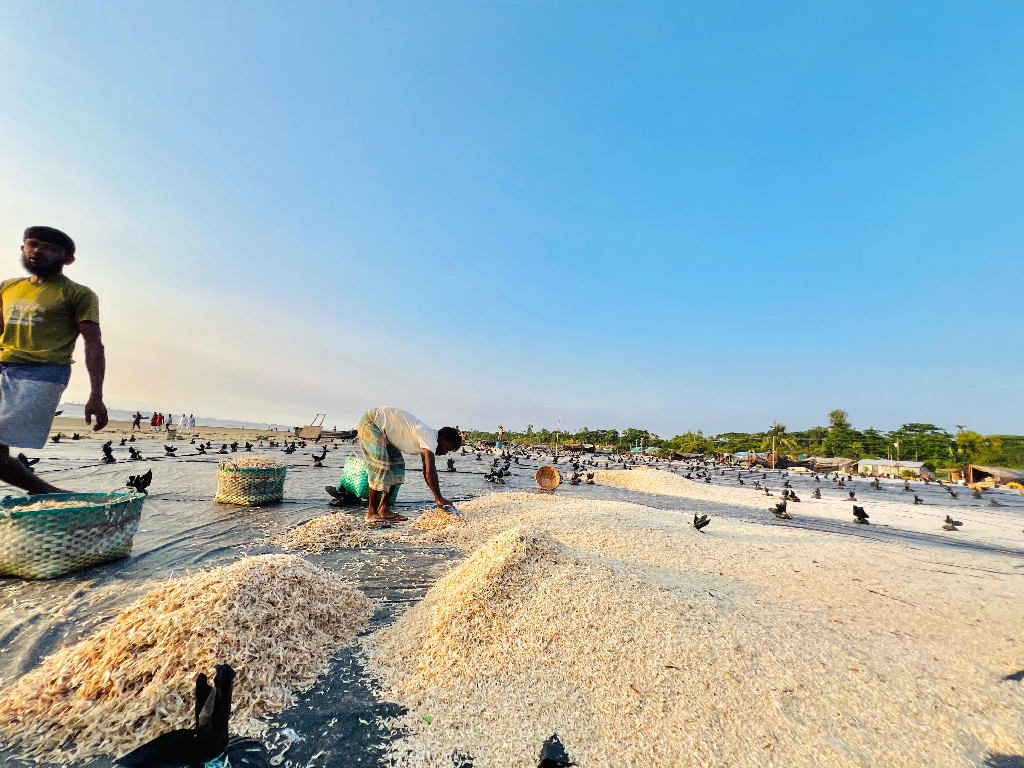 ‘লাক্ষ্যা হুঁনির তরকারি বেশি অইয়ে ঝাল, কী সালুন রাইন্ধে বউয়ে, পুরি যারগৈ গাল’—আবদুল গফুর হালীর কথায়, শিল্পী শেফালী ঘোষ ও শ্যামসুন্দর বৈষ্ণবের গাওয়া আঞ্চলিক এ গানেই লুকিয়ে আছে যেন শুঁটকির গুণাগুণ। ছবিটি চট্টগ্রামের আনোয়ারার রায়পুর ইউনিয়নের উপকূলীয় এলাকা গহিরা থেকে তোলা। ছবি: মো. ইমরান হোসাইন।