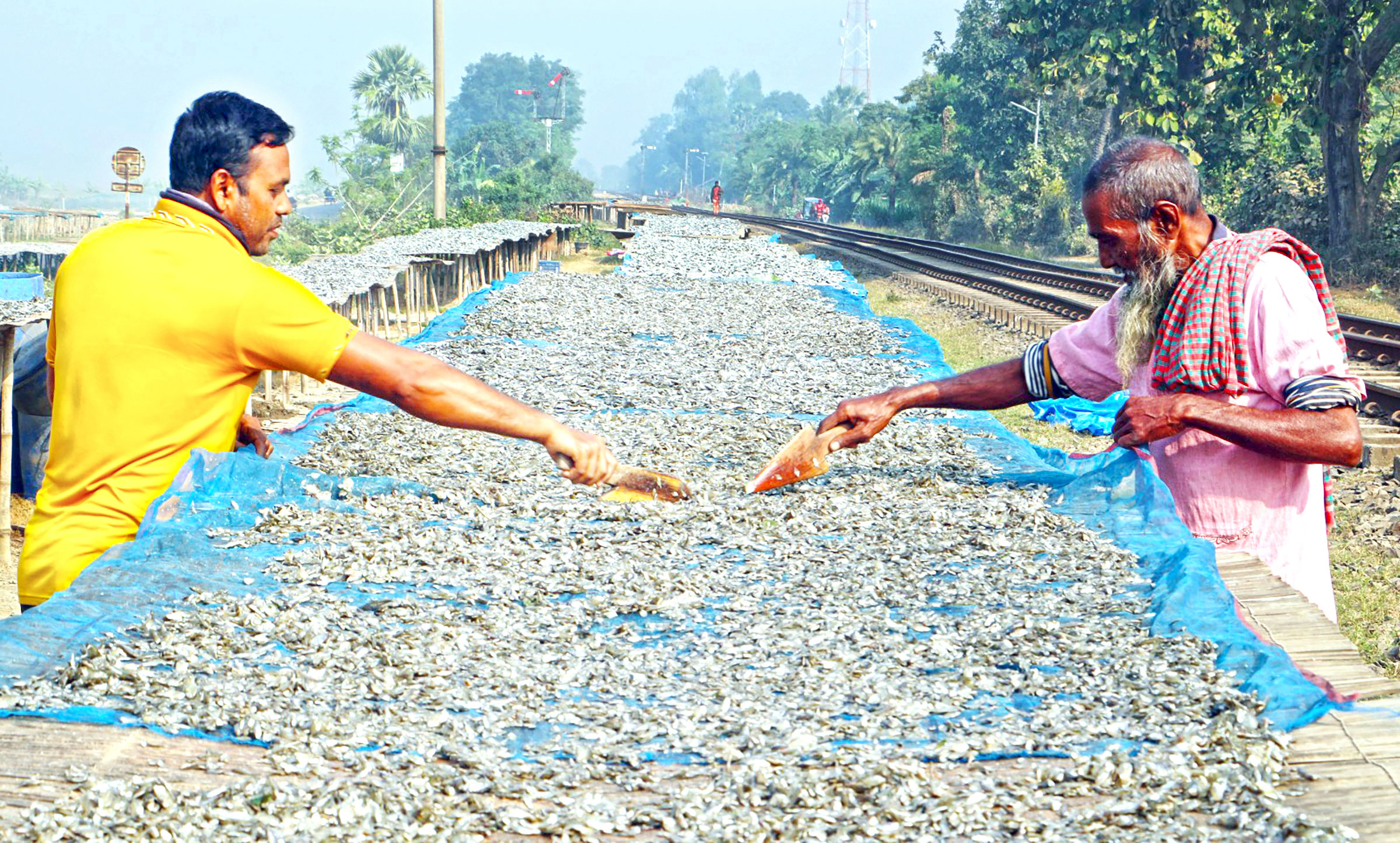 নওগাঁর আত্রাই: শুঁটকি উৎপাদন কমেছে দেশি মাছের সংকটে