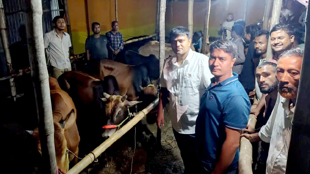 সীতাকুণ্ডে লুট হওয়া কোরবানির ১২ গরু উদ্ধার, গ্রেপ্তার ১
