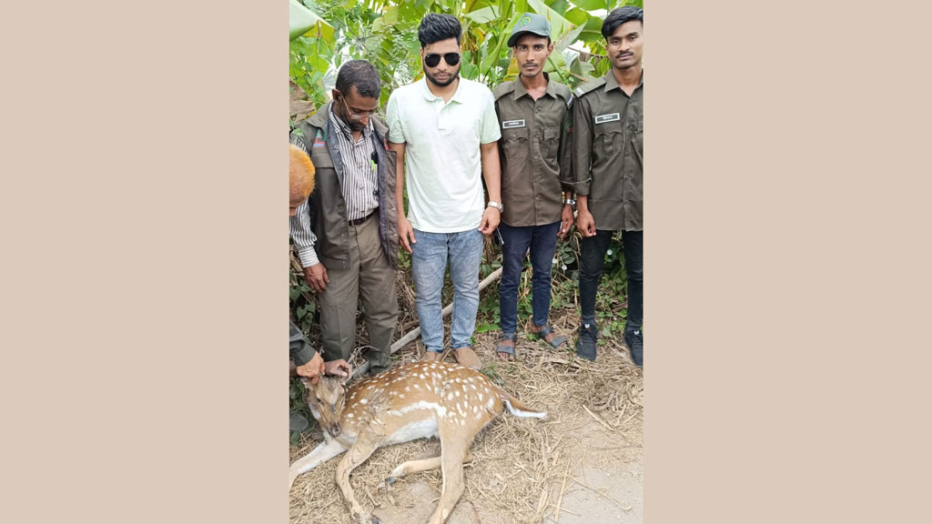 সীতাকুণ্ডে পোষা কুকুর দিয়ে হরিণ শিকার, পরে বনে অবমুক্ত