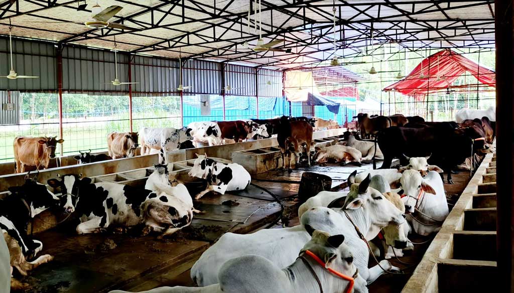 সীতাকুণ্ডে কোরবানির জন্য প্রস্তুত ৫৬ হাজার পশু, চাহিদার চেয়ে ৯ হাজার বেশি
