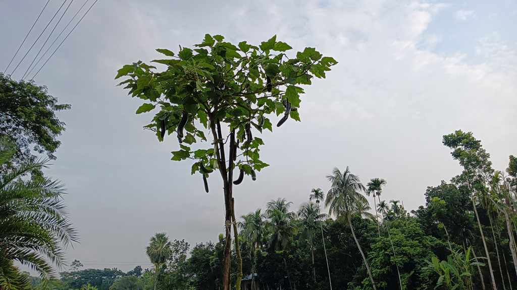 ১২ ফুট লম্বা বেগুনগাছ, দেখতে মানুষের ভিড়
