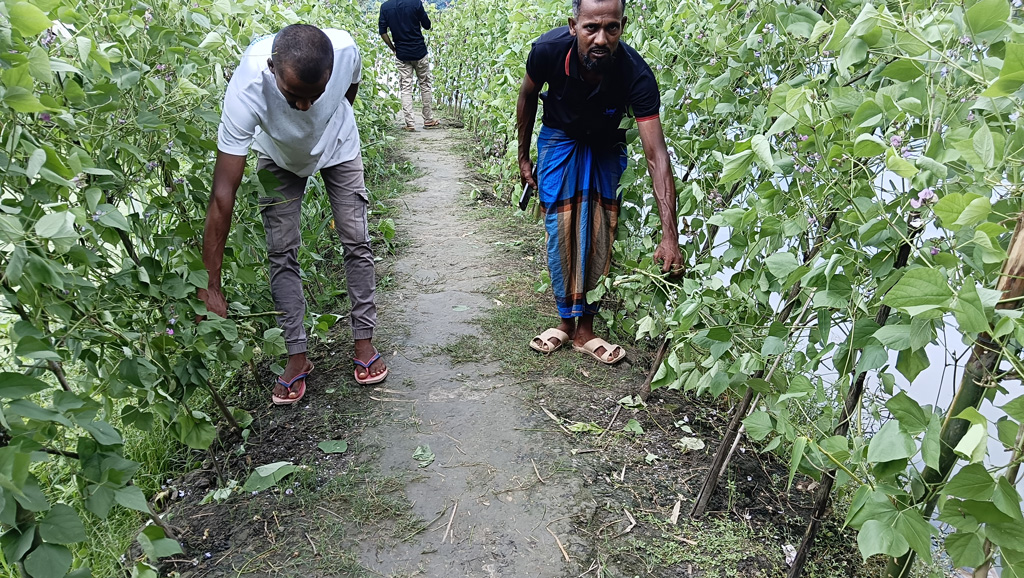 পূর্বশত্রুতার জেরে তালায় দেড় কিলোমিটার জমির শিমগাছ কেটে দিল প্রতিপক্ষ