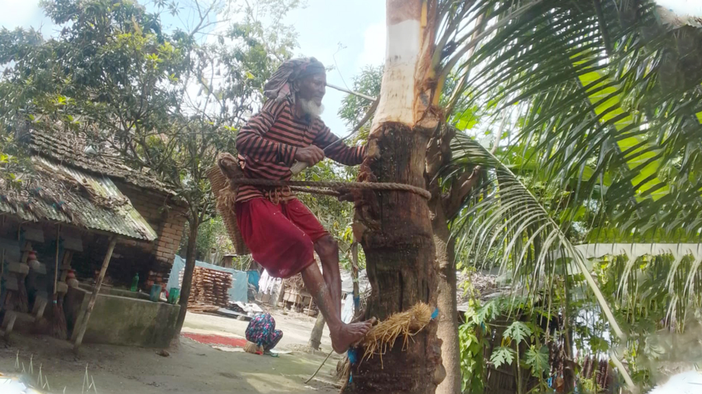 খেজুরের রস সংগ্রহে গাছ পরিচর্যায় ব্যস্ত সাতক্ষীরার গাছিরা