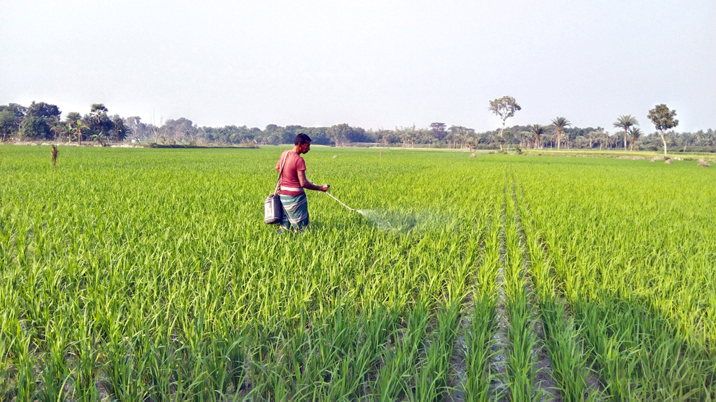 কীটনাশক ছিটানোতে স্বাস্থ্যঝুঁকি কৃষকের