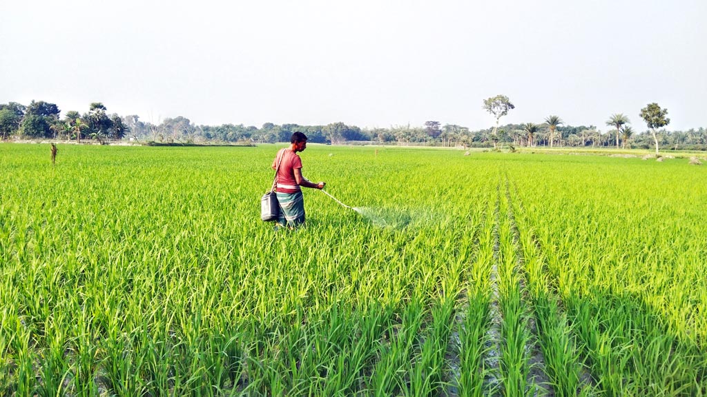 কীটনাশক ছিটানোতে স্বাস্থ্যঝুঁকি কৃষকের, আক্রান্ত হচ্ছেন নানা রোগে