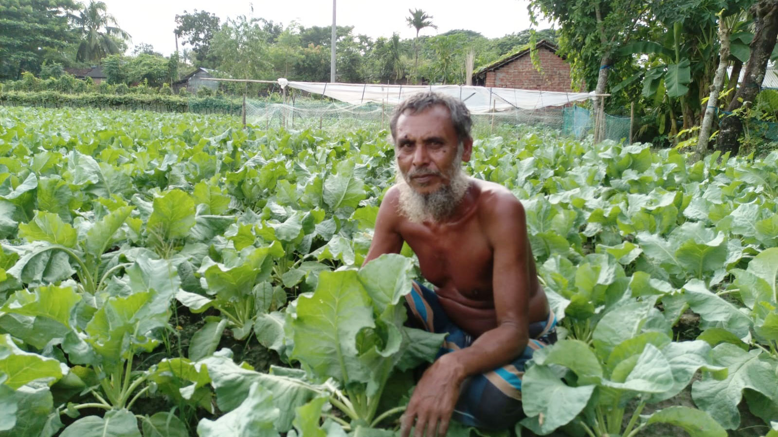 তালায় আগাম শীতকালীন সবজি চাষে কৃষকের মুখে হাসি