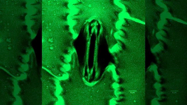 উদ্ভিদের শ্বাস-প্রশ্বাস সরাসরি দেখার নতুন প্রযুক্তি আবিষ্কার