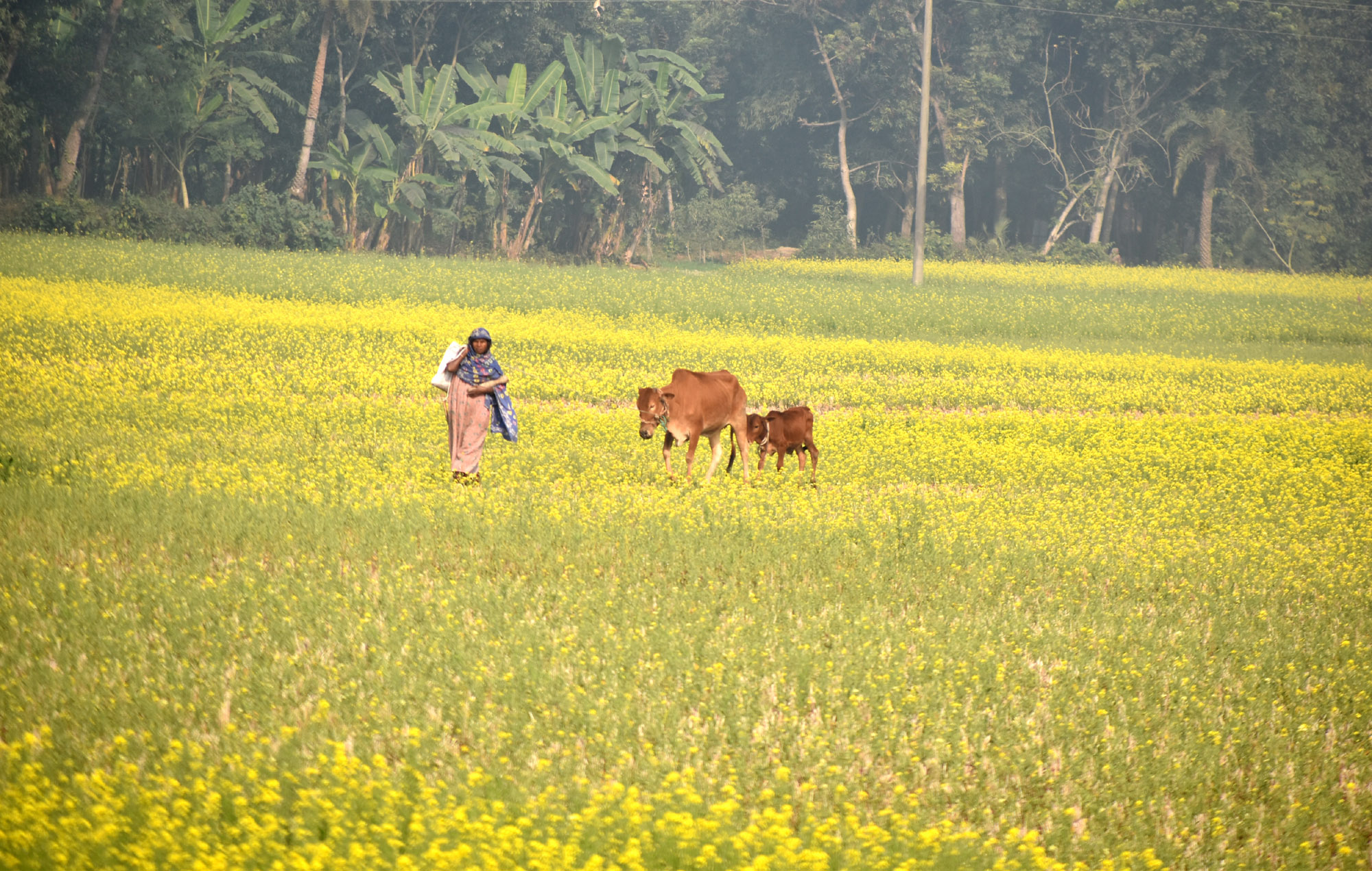 মাঠজুড়ে ফুটেছে সরিষা ফুল। গৃহিণী সকালে গরু নিয়ে যাচ্ছেন ঘাস খাওয়ানোর জন্য। ছবিটি রাজশাহীর পবা উপজেলার নওহাটা পৌরসভার পাকুড়িয়া গ্রাম থেকে তোলা। মিলন শেখ