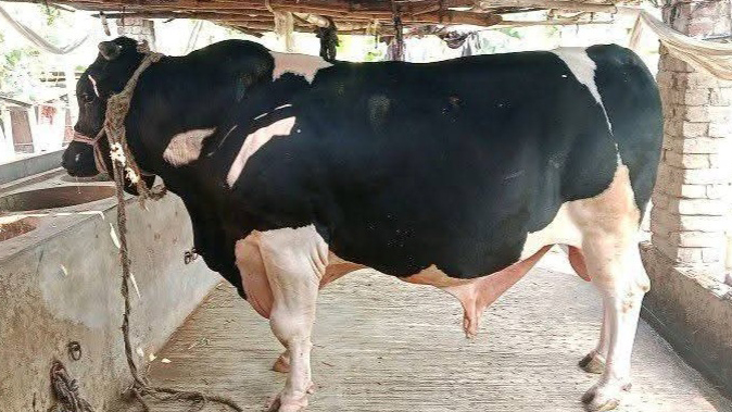 স্টেরয়েড ও ব্রয়লার ফিডে মোটাতাজা হচ্ছে কোরবানির পশু, বাড়ছে স্বাস্থ্যঝুঁকি