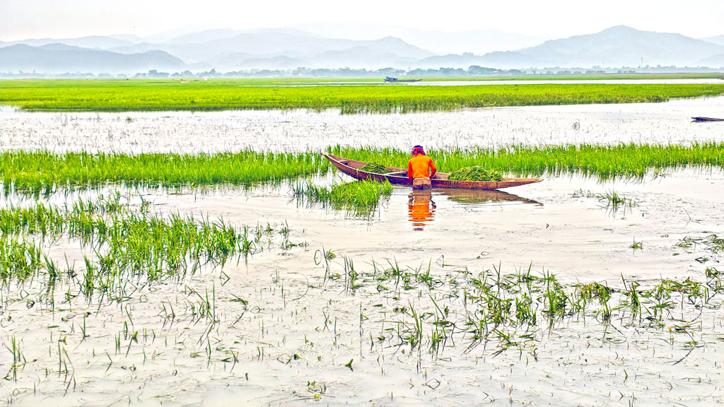 হাওরে ডুবে গেছে কয়েক হাজার হেক্টর ধানখেত