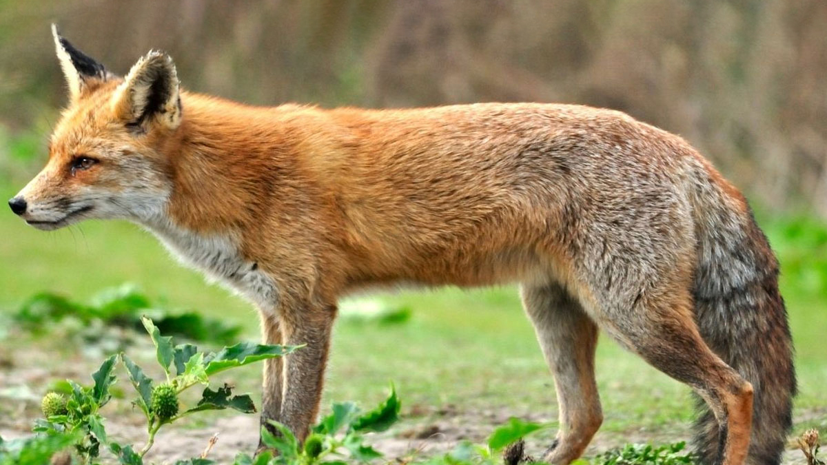 চাটমোহরে শিয়ালের মাংস বাজারে বিক্রির অভিযোগ