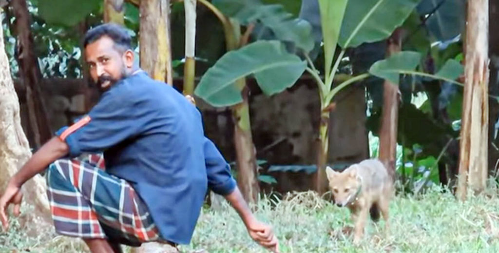 মানুষের ডাকে জঙ্গল থেকে ছুটে আসে শিয়াল