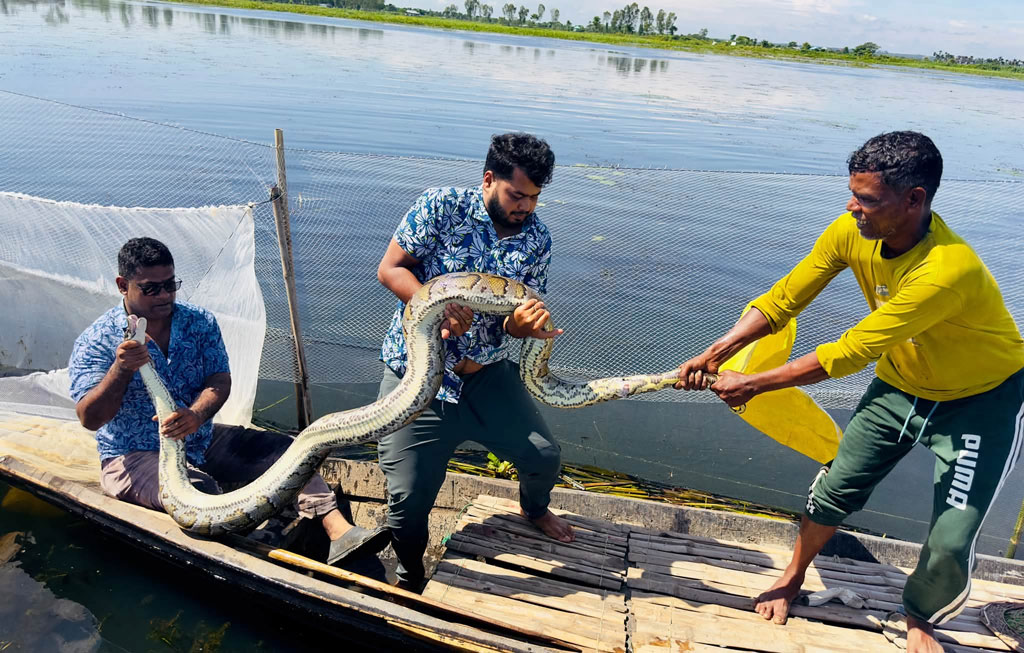 মাছ ধরার জালে আটকে পড়া অজগর উদ্ধার