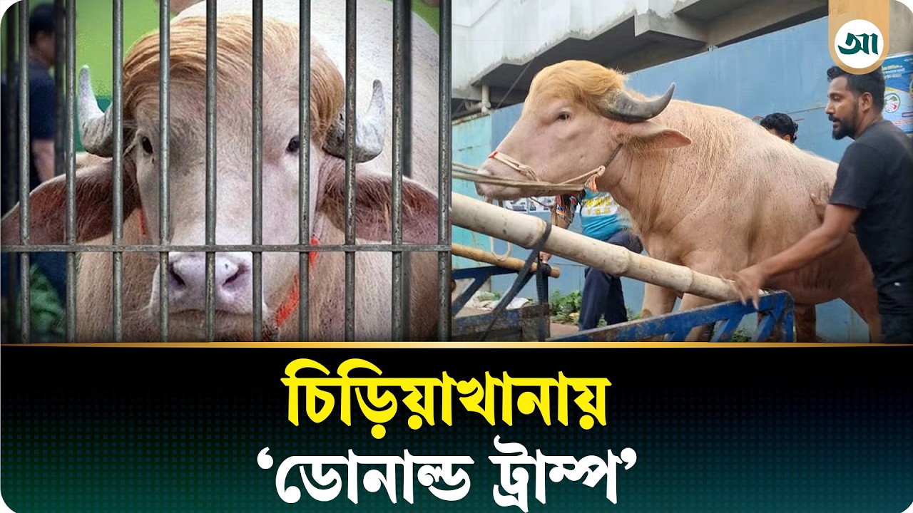 ‘ডোনাল্ড ট্রাম্প’ এখন চিড়িয়াখানায়, দেখতে মানুষের ভিড়