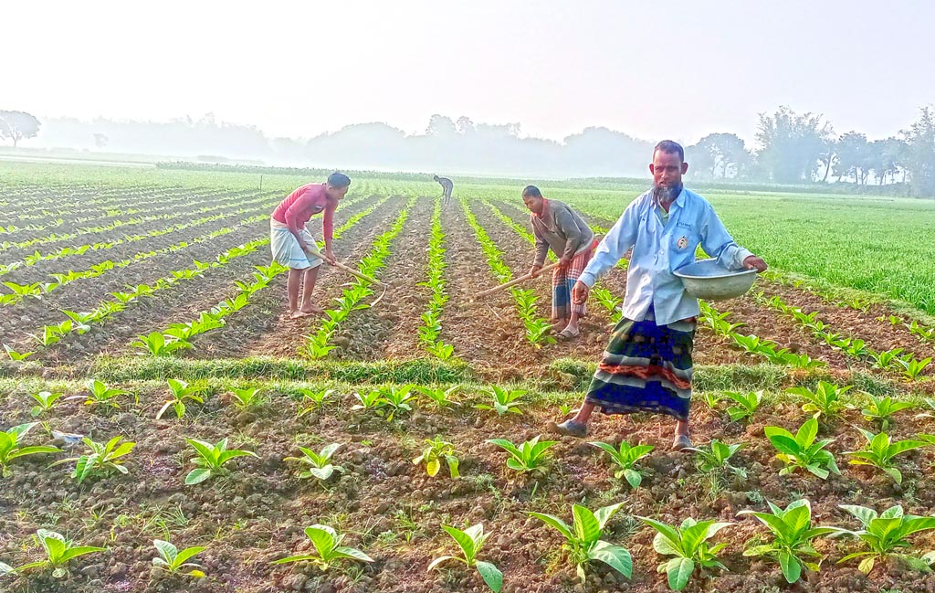 ধান ছেড়ে তামাকে ঝোঁক