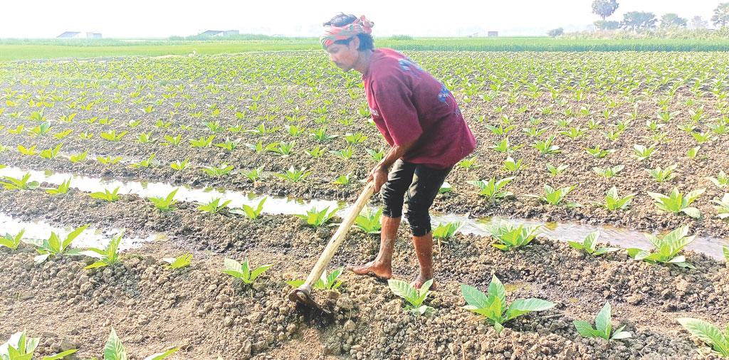 মেহেরপুরের গাংনী: ধান-গম ছেড়ে তামাক চাষ