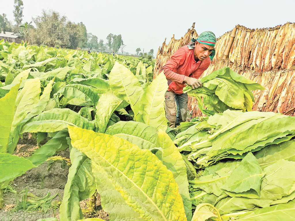 রংপুর অঞ্চল: আলুতে লোকসান, বাড়ছে তামাক