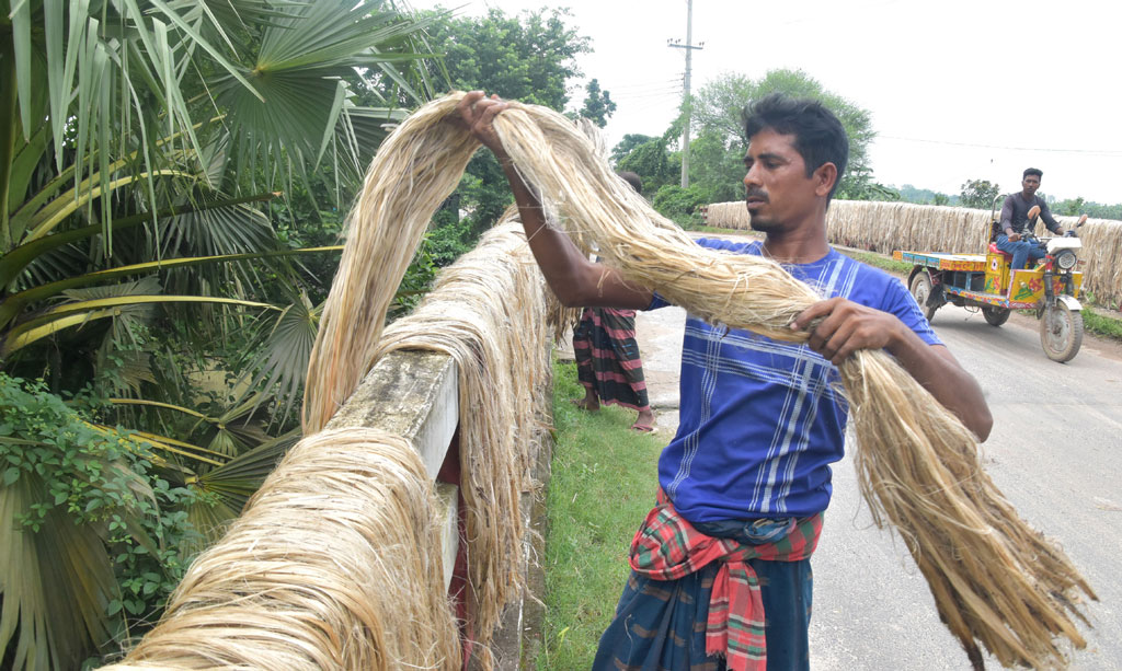 পাটের আঁশ ছাড়ানো শেষে সেতুর দুই পাশের রেলিংজুড়ে রোদে শুকাতে দিয়েছেন কৃষকেরা। রাজশাহীর তানোর উপজেলার চান্দুড়িয়া ইউনিয়নে তোলা। ছবি: মিলন শেখ